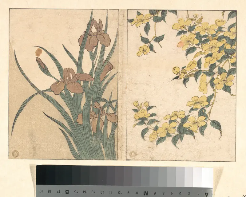 Cherry Blossoms and Irises, from the illustrated book Flowers of the Four Seasons