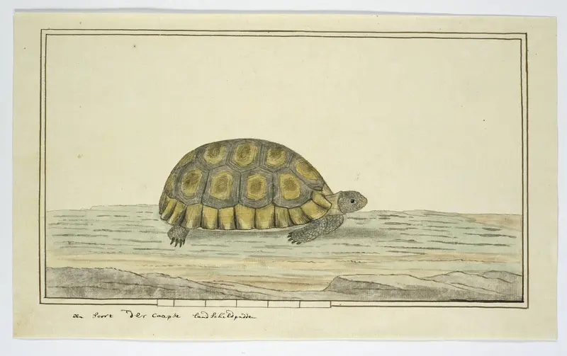 Chersina angulata (Snavelborstlandschildpad) Wall Art by Unknown - High-Resolution Digital Print