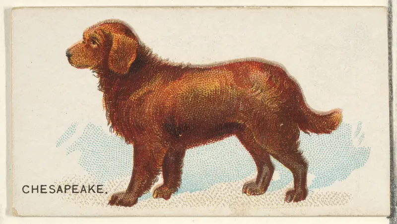 Chesapeake, from the Dogs of the World series for Old Judge Cigarettes Wall Art by Goodwin & Company - High-Resolution Digital Print