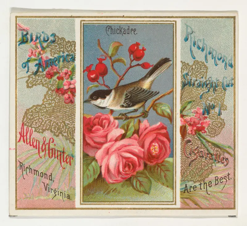 Chickadee, from the Birds of America series (N37) for Allen & Ginter Cigarettes Wall Art by Allen & Ginter - High-Resolution Digital Print