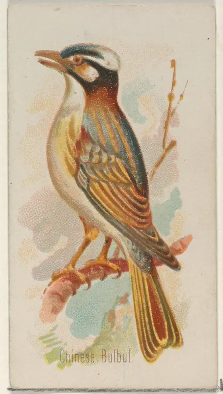 Chinese Bulbul, from the Song Birds of the World series (N23) for Allen & Ginter Cigarettes Wall Art by Allen & Ginter - High-Resolution Digital Print