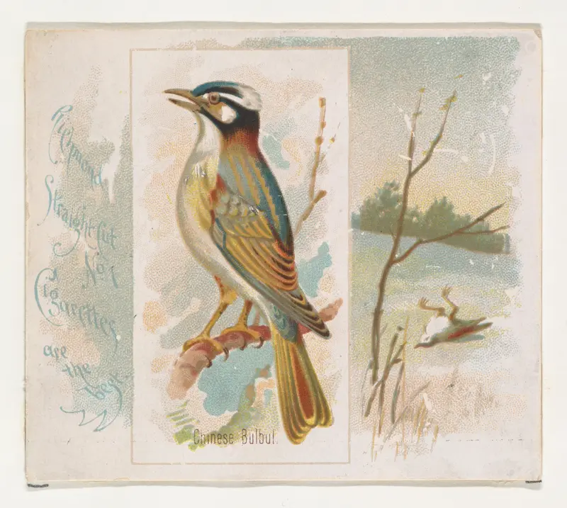 Chinese Bulbul, from the Song Birds of the World series (N42) for Allen & Ginter Cigarettes Wall Art by Allen & Ginter - High-Resolution Digital Print