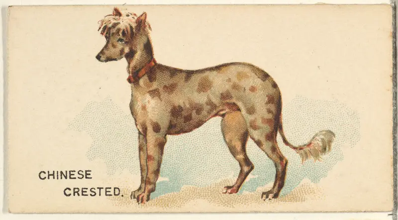 Chinese Crested, from the Dogs of the World series for Old Judge Cigarettes Wall Art by Goodwin & Company - High-Resolution Digital Print