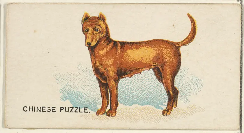 Chinese Puzzle, from the Dogs of the World series for Old Judge Cigarettes Wall Art by Goodwin & Company - High-Resolution Digital Print
