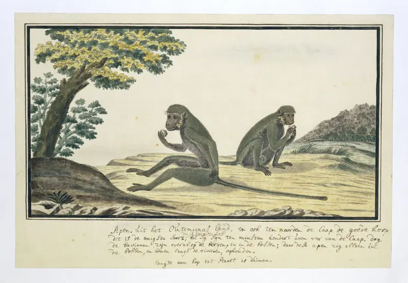 Chlorocebus pygerythrus (Vervet monkey) Wall Art by Robert Jacob Gordon - High-Resolution Digital Print