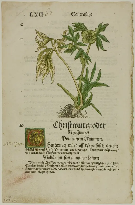Christwurz (Hellebore) from Herbarium (Kräuterbuch), plate 96 from Woodcuts from Books of the XVI Century Wall Art by Hans Weiditz, II - High-Resolution Digital Print