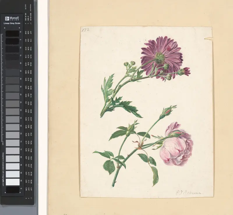 Chrysanthemum? Wall Art by Eelke Jelles Eelkema - High-Resolution Digital Print