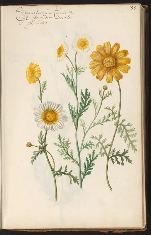 Chrysanthemum Wall Art by anonymous - High-Resolution Digital Print