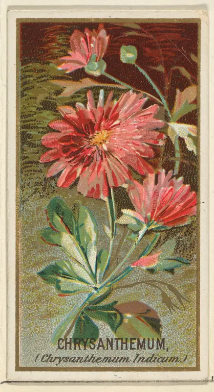 Chrysanthemum (Chrysanthemum Indicum), from the Flowers series for Old Judge Cigarettes Wall Art by Goodwin & Company - High-Resolution Digital Print