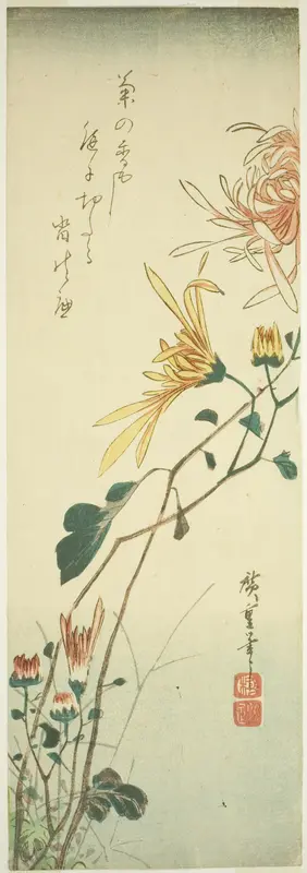Chrysanthemums