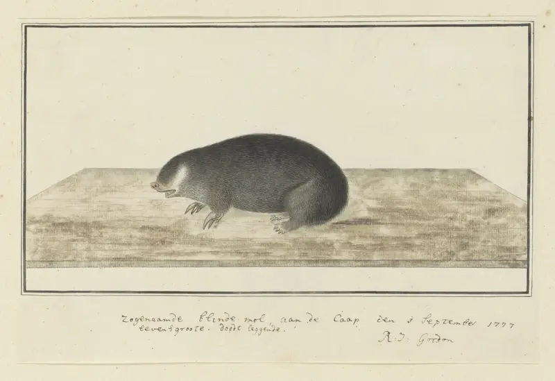 Chrysochloris asiatica (Cape golden mole) Wall Art by Robert Jacob Gordon - High-Resolution Digital Print