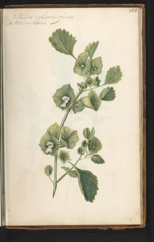 Citroenmelisse (Melissa officinalis) Wall Art by anonymous - High-Resolution Digital Print