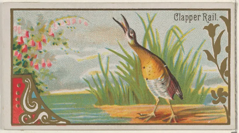 Clapper Rail, from the Game Birds series (N13) for Allen & Ginter Cigarettes Brands Wall Art by Allen & Ginter - High-Resolution Digital Print
