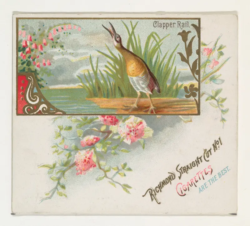Clapper Rail, from the Game Birds series (N40) for Allen & Ginter Cigarettes Wall Art by Allen & Ginter - High-Resolution Digital Print