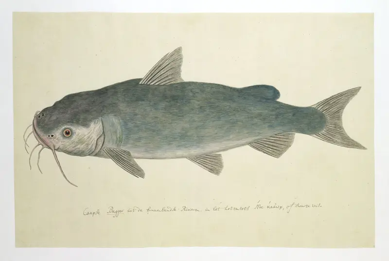 Clarias stappersii (Baber) Wall Art by Unknown - High-Resolution Digital Print