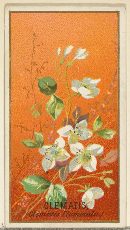 Clemantis (Clemantis Flammula), from the Flowers series for Old Judge Cigarettes Wall Art by Goodwin & Company - High-Resolution Digital Print