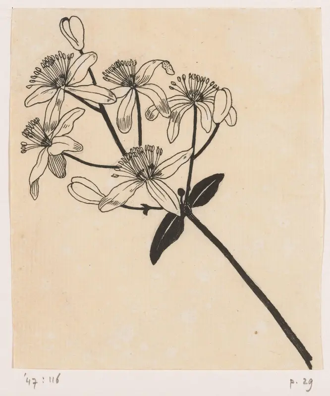 Clematis Wall Art by Willem Wenckebach - High-Resolution Digital Print