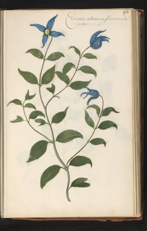 Clematis integrifolia Wall Art by anonymous - High-Resolution Digital Print