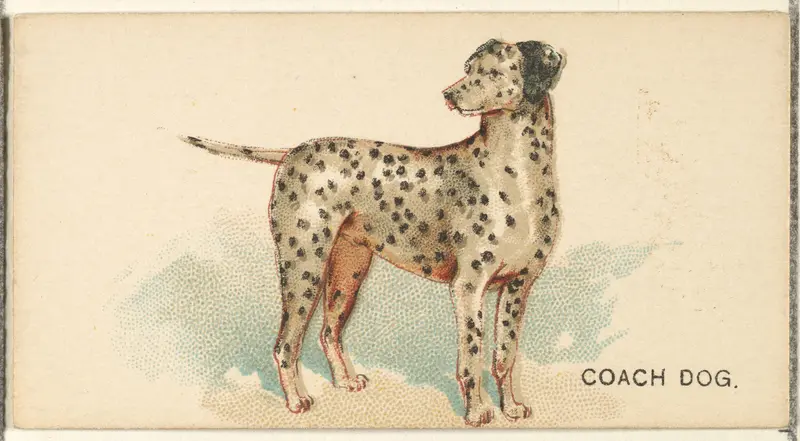 Coach Dog, from the Dogs of the World series for Old Judge Cigarettes Wall Art by Goodwin & Company - High-Resolution Digital Print