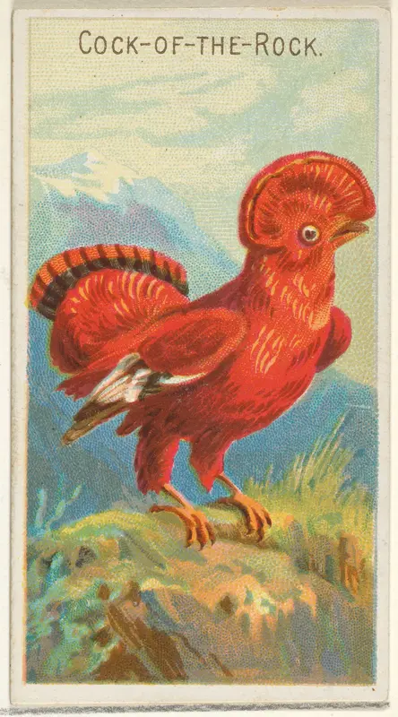 Cock-of-the-Rock, from the Birds of the Tropics series (N5) for Allen & Ginter Cigarettes Brands Wall Art by Allen & Ginter - High-Resolution Digital Print