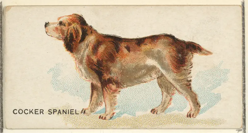 Cocker Spaniel, from the Dogs of the World series for Old Judge Cigarettes Wall Art by Goodwin & Company - High-Resolution Digital Print