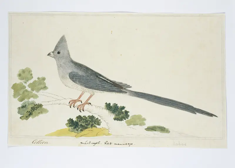 Colius colius ? (White-backed mousebird) Wall Art by Robert Jacob Gordon - High-Resolution Digital Print