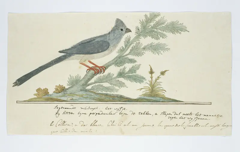 Colius striatus ? (Bruine muisvogel) Wall Art by Robert Jacob Gordon - High-Resolution Digital Print