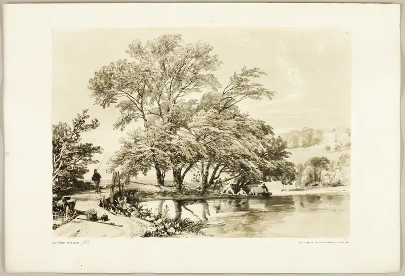 Common Willow, from The Park and the Forest Wall Art by James Duffield Harding - High-Resolution Digital Print