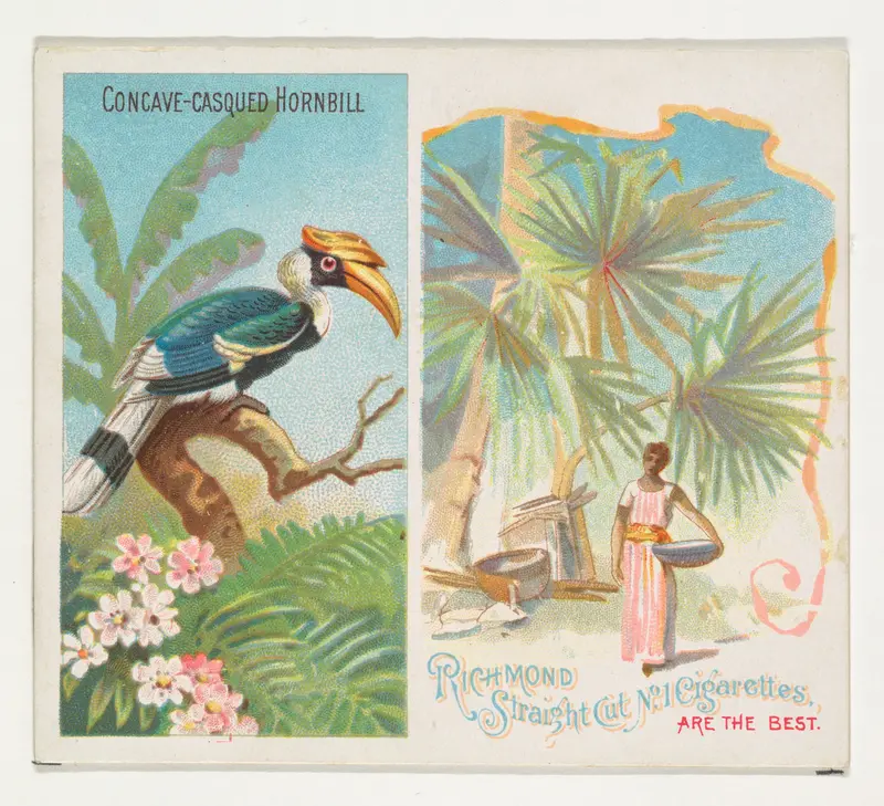 Concave-Casqued Hornbill, from Birds of the Tropics series (N38) for Allen & Ginter Cigarettes Wall Art by Allen & Ginter - High-Resolution Digital Print