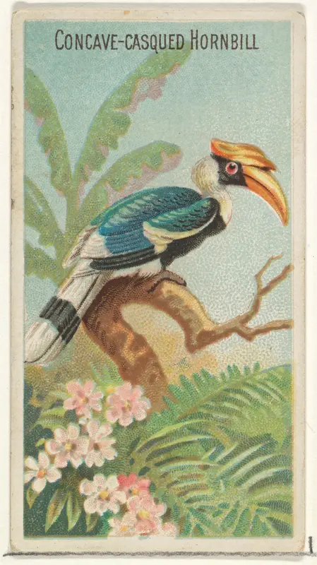 Concave-Casqued Hornbill, from the Birds of the Tropics series (N5) for Allen & Ginter Cigarettes Brands Wall Art by Allen & Ginter - High-Resolution Digital Print