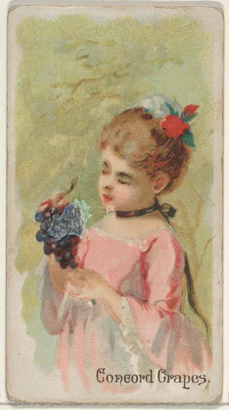 Concord Grapes, from the Fruits series (N12) for Allen & Ginter Cigarettes Brands Wall Art by Allen & Ginter - High-Resolution Digital Print