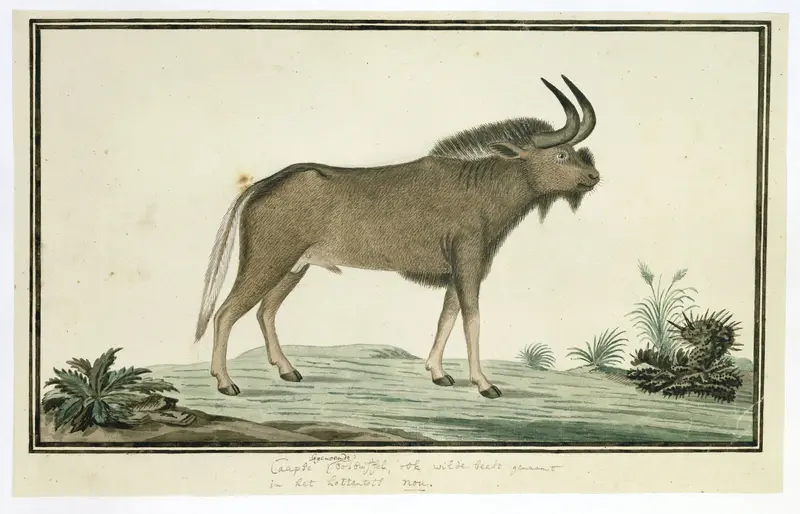 Connochaetes gnou (Black wildebeest) Wall Art by Robert Jacob Gordon - High-Resolution Digital Print