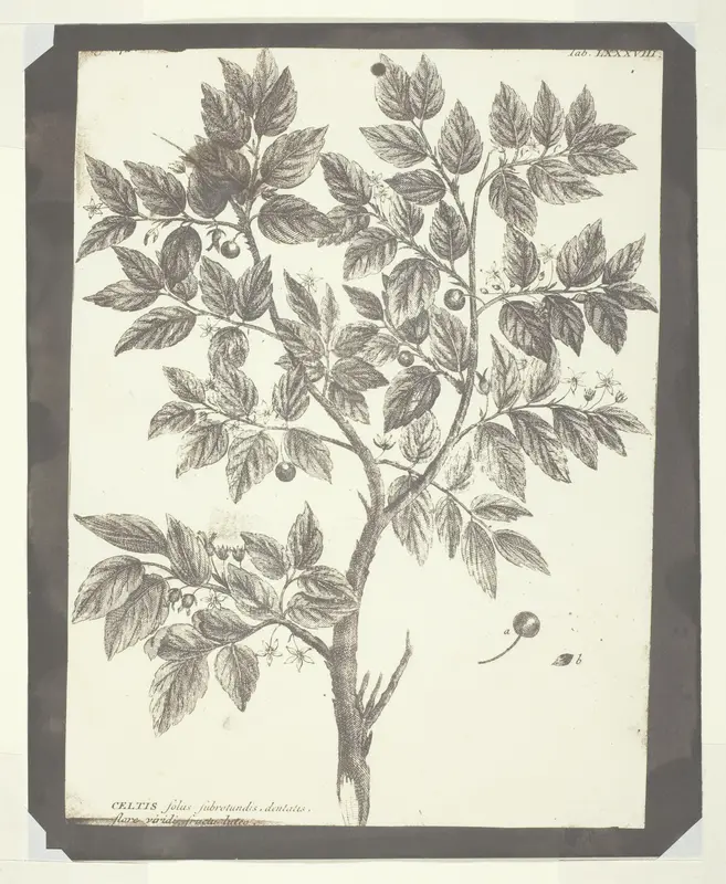 Copy of Botanical Engraving of "Celtis" Wall Art by William Henry Fox Talbot - High-Resolution Digital Print