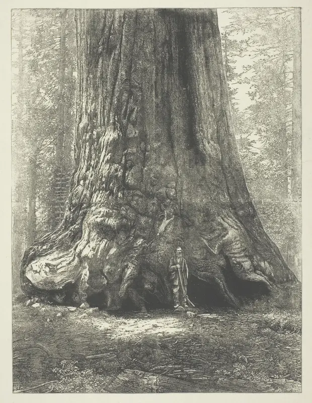 Copy of Carleton Watkins' "Galen Clark Before the Grizzly Giant," Wall Art by Carleton Watkins - High-Resolution Digital Print