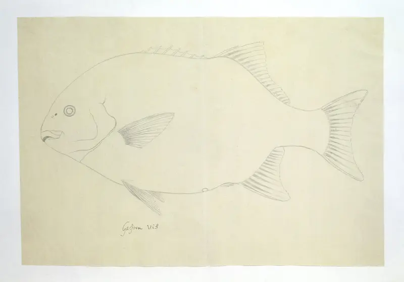 Coracinus capensis (Galjoen) Wall Art by Unknown - High-Resolution Digital Print