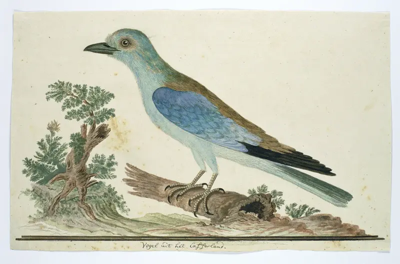 Coracius garrulus (Scharrelaar) Wall Art by Robert Jacob Gordon - High-Resolution Digital Print