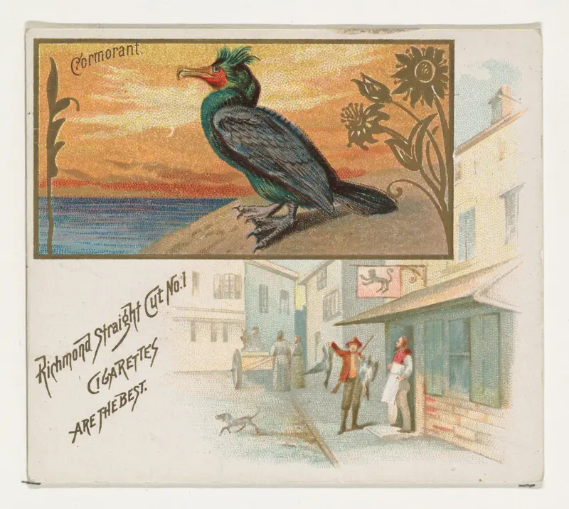 Cormorant, from the Game Birds series (N40) for Allen & Ginter Cigarettes Wall Art by Allen & Ginter - High-Resolution Digital Print