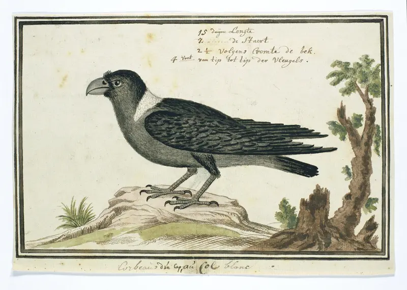 Corvus albicollis (White-necked raven) Wall Art by Robert Jacob Gordon - High-Resolution Digital Print