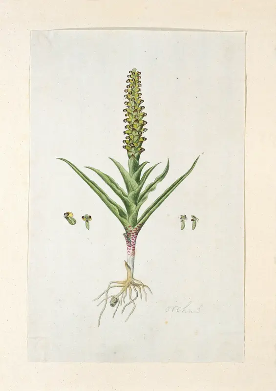 Corycium orobanchoides (L.f.) Swartz Wall Art by Robert Jacob Gordon - High-Resolution Digital Print