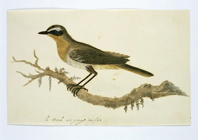 Cossypha caffra (Kaapse lawaaimaker) Wall Art by Robert Jacob Gordon - High-Resolution Digital Print