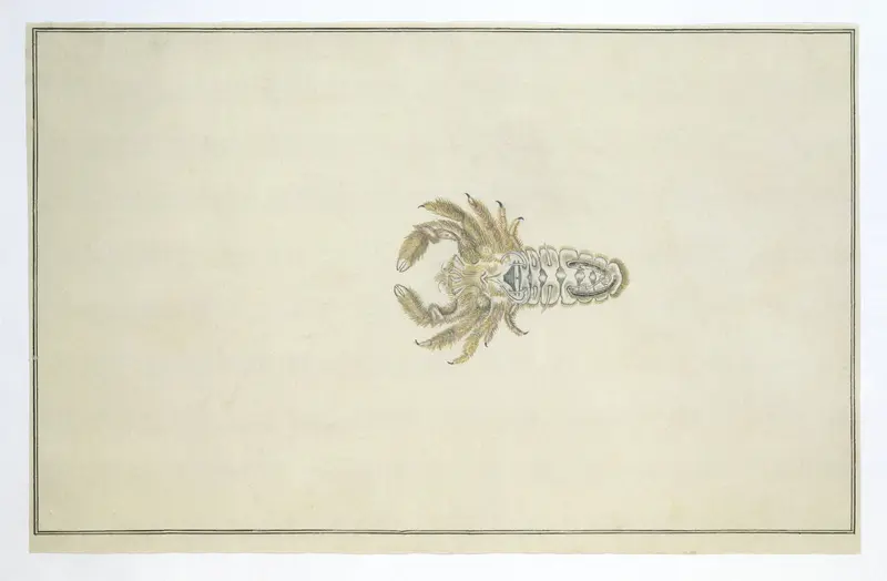 Crab (probably of the Potamon genus) Wall Art by Unknown - High-Resolution Digital Print