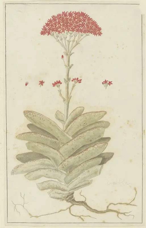 Crassula perfoliata L. (Sekelblaarplakkie) Wall Art by Robert Jacob Gordon - High-Resolution Digital Print