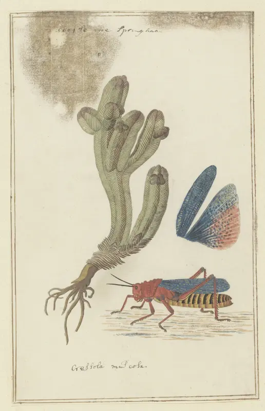 Crassula pyramidalis Thunb. (Pagoda mini jade) and a Dictyophorus spumans (Koppie foam grasshopper) Wall Art by Robert Jacob Gordon - High-Resolution Digital Print