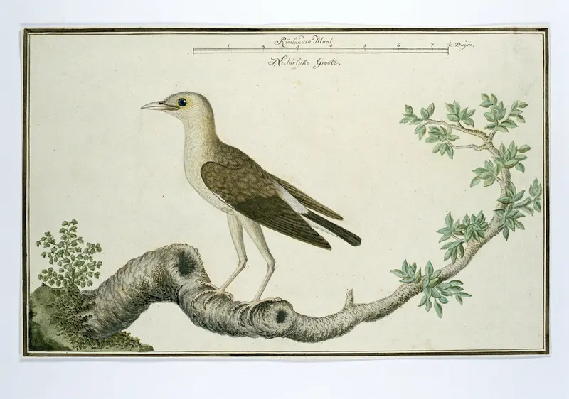 Creatophora cinerea (Lelspreeuw) Wall Art by Robert Jacob Gordon - High-Resolution Digital Print