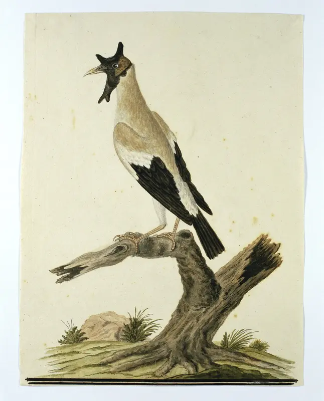 Creatophora cinerea (Wattled starling) Wall Art by Robert Jacob Gordon - High-Resolution Digital Print