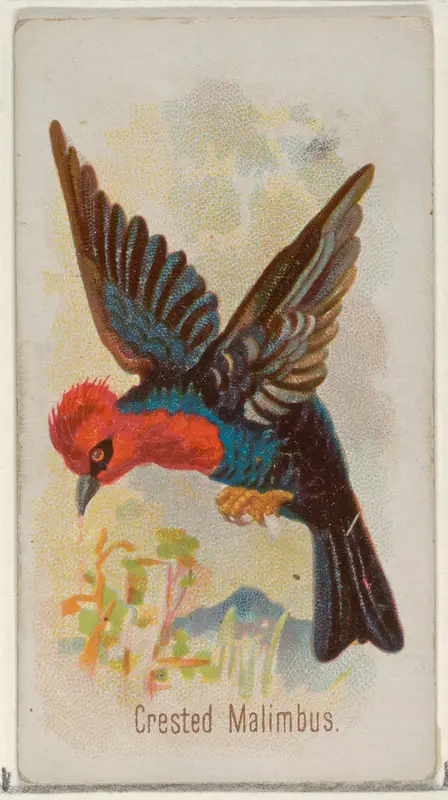 Crested Malimbus, from the Song Birds of the World series (N23) for Allen & Ginter Cigarettes Wall Art by Allen & Ginter - High-Resolution Digital Print