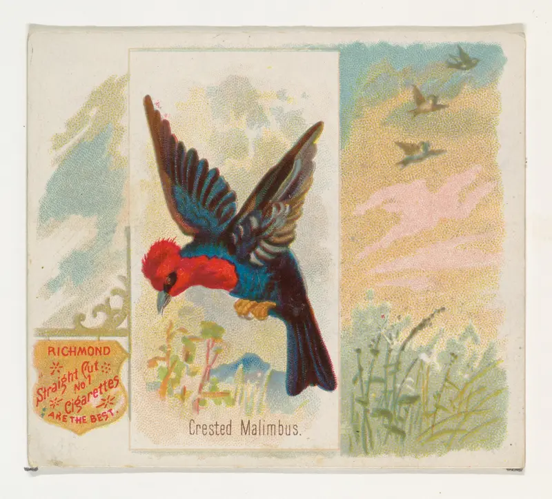 Crested Malimbus, from the Song Birds of the World series (N42) for Allen & Ginter Cigarettes Wall Art by Allen & Ginter - High-Resolution Digital Print