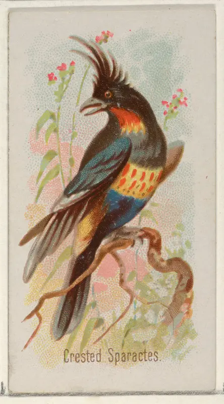 Crested Sparactes, from the Song Birds of the World series (N23) for Allen & Ginter Cigarettes Wall Art by Allen & Ginter - High-Resolution Digital Print