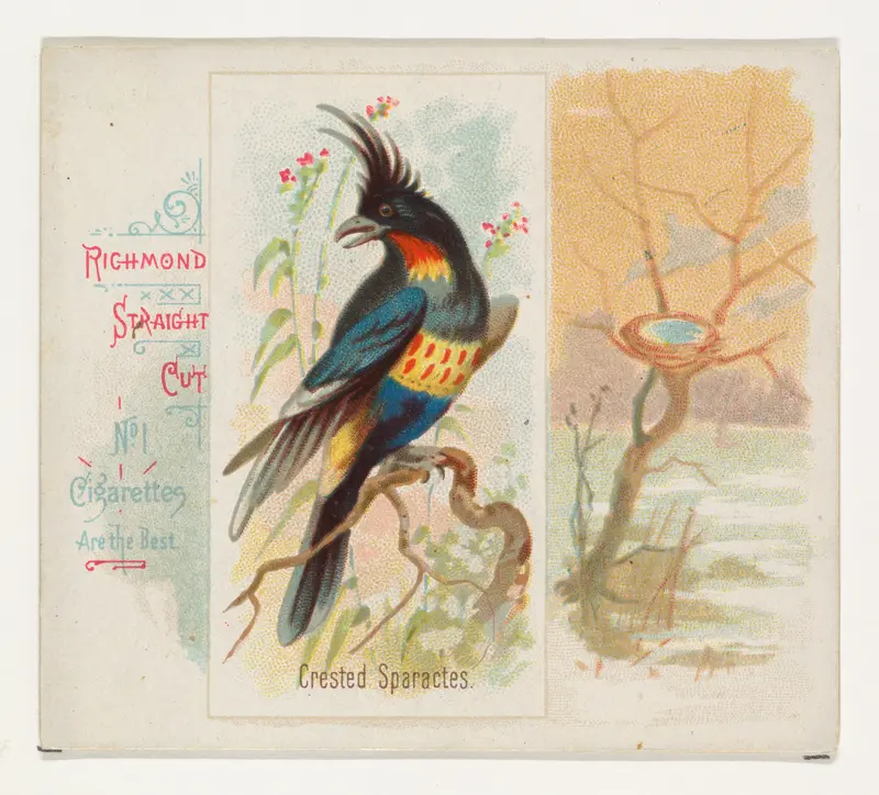 Crested Sparactes, from the Song Birds of the World series (N42) for Allen & Ginter Cigarettes Wall Art by Allen & Ginter - High-Resolution Digital Print
