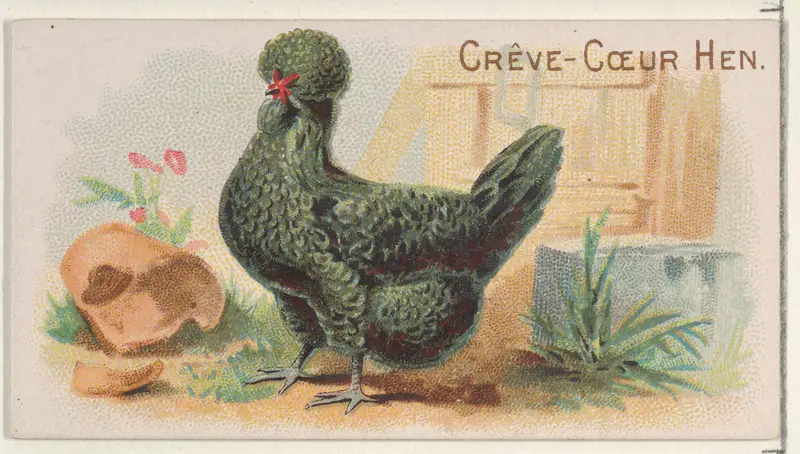 Crève-Cœur Hen, from the Prize and Game Chickens series (N20) for Allen & Ginter Cigarettes Wall Art by Allen & Ginter - High-Resolution Digital Print